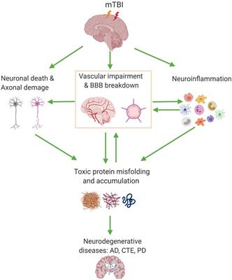 Frontiers | Blood–Brain Barrier Dysfunction In Mild Traumatic Brain ...